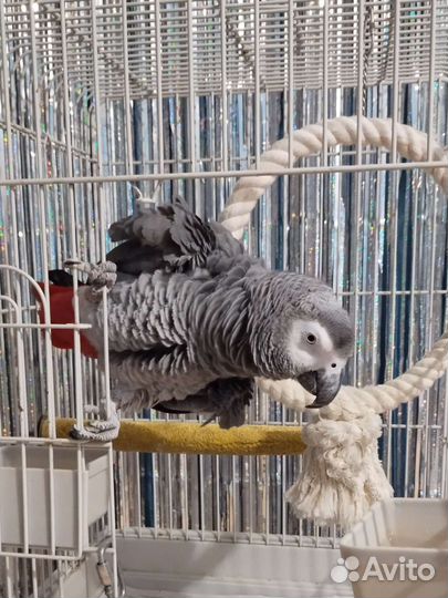 Уход за птицами передержка попугаев
