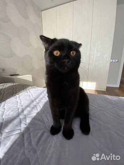 Кошки вислоухие