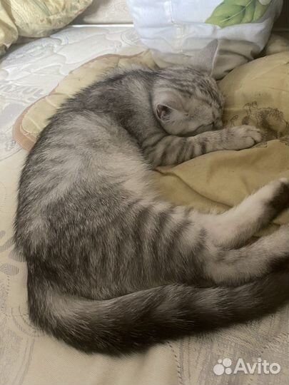 Британская кошка