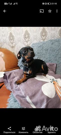 Мини той-терьер