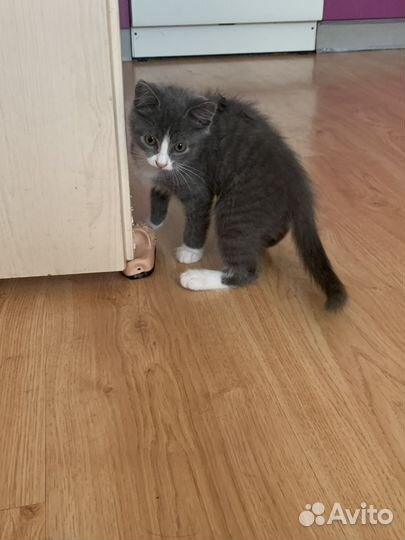Серый котенок