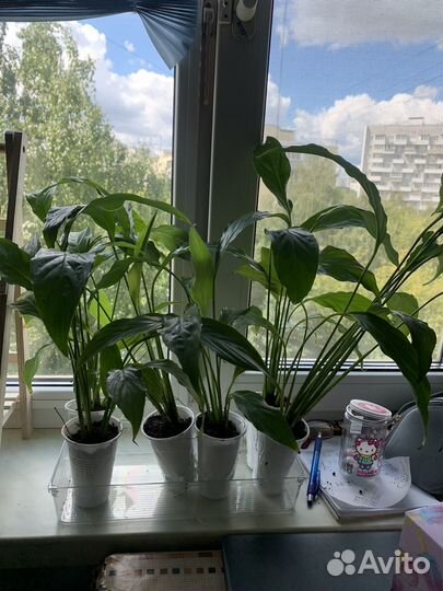 Спатифиллум детки