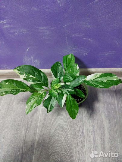 Вариегатные и экзотические