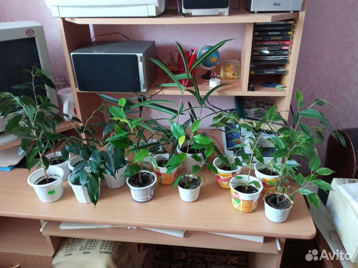 Фикусы разные