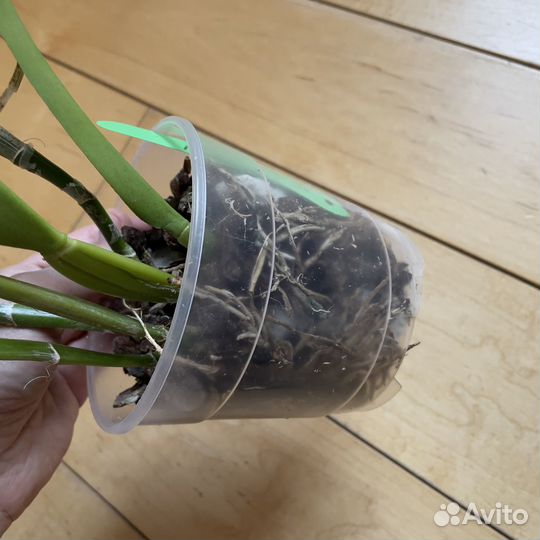 Орхидея Bc. Golf Green