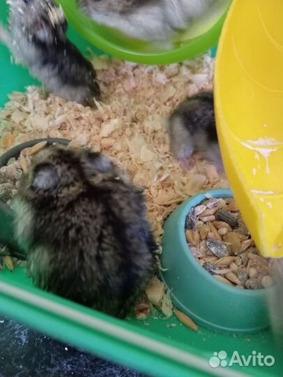 Джунгарский хомяк