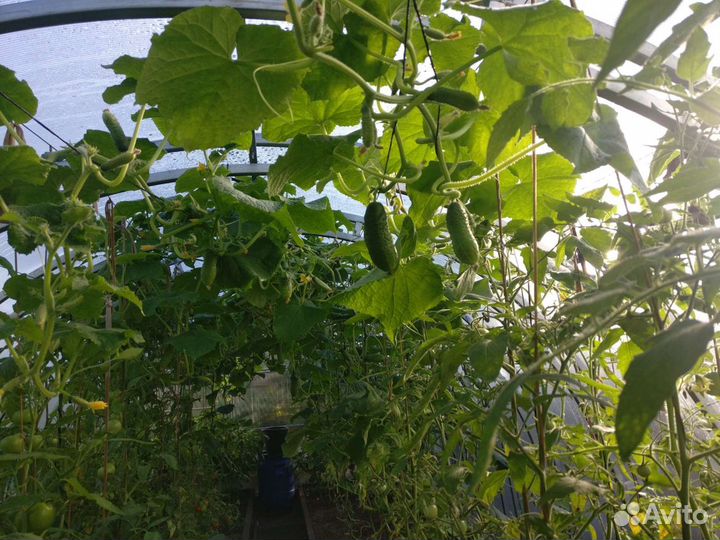 Огурцы для консервирования