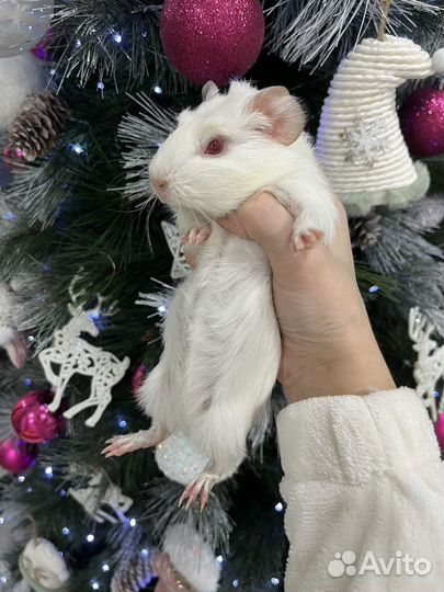 Морские свинки