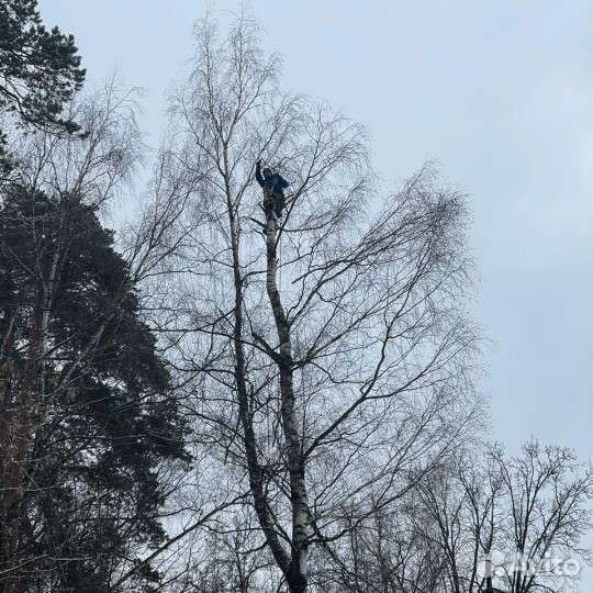 Спил деревьев