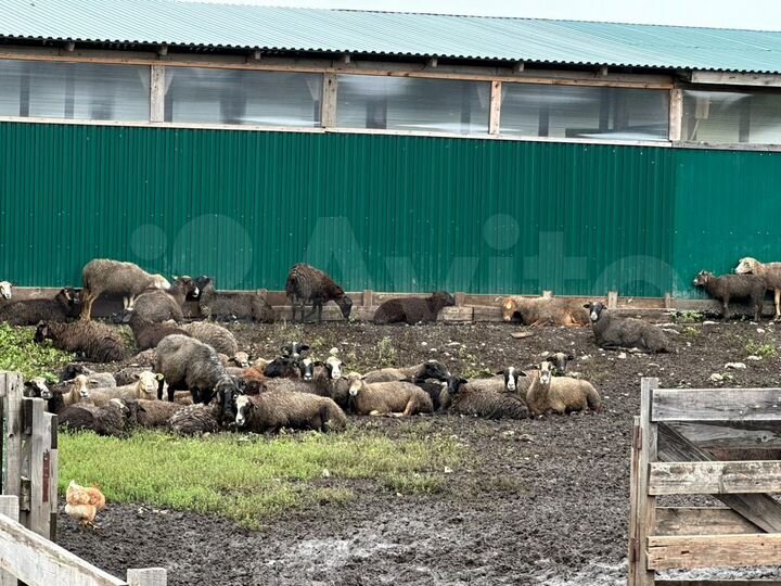 Производство, 20000 м²