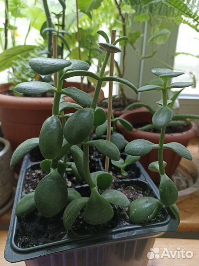 Крассула толстянка(денежное дерево)