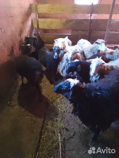 Овцы,бараны,ягнята