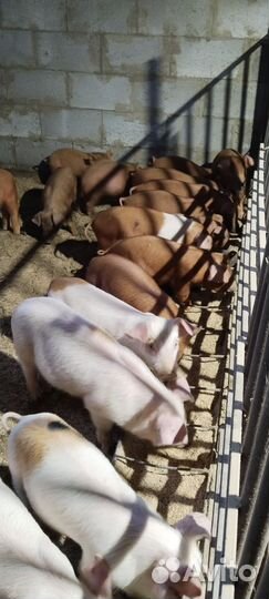 Поросята дюрок