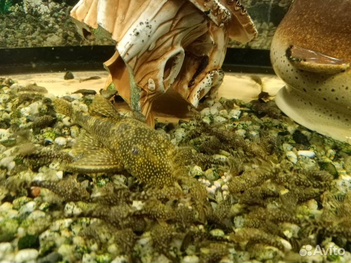 Продам сомиков