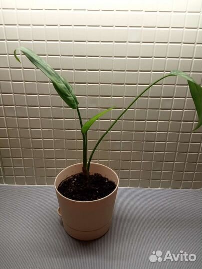 Нотокактусы, Опунция, Сансевиерия и Сингониум