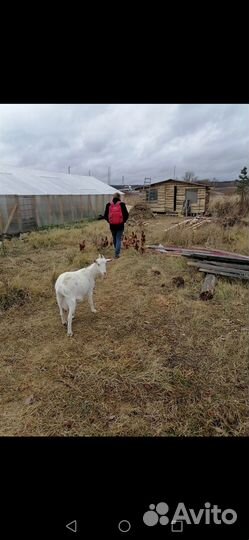 Готовый бизнес Ф. Х. Дом, теплица Рассада, петуния