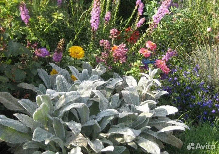 Живучка ползучая и Стахис(заячьи ушки) рассада