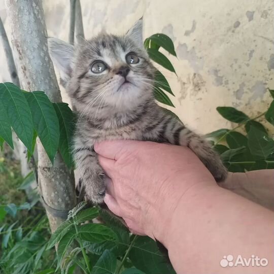 В добрые руки