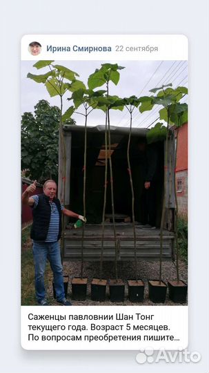 Саженцы павловнии Шан Тонг, зкс