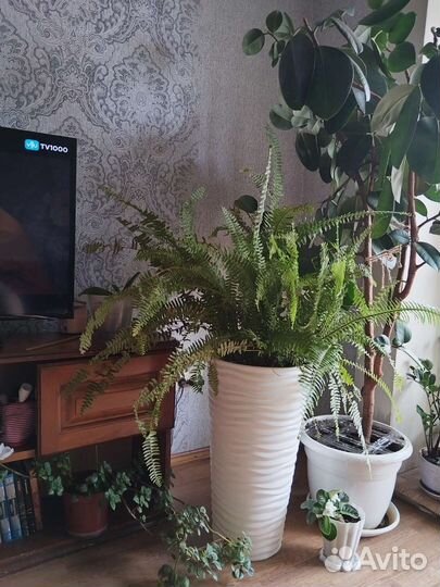 Папоротник