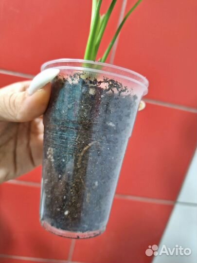 Монстера Бурле маркс флейм