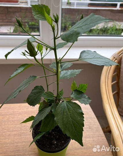 Комнатные цветы. Гибискус гибридный