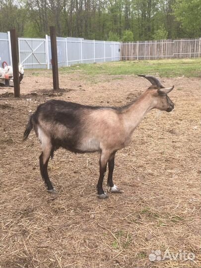 Продам козу
