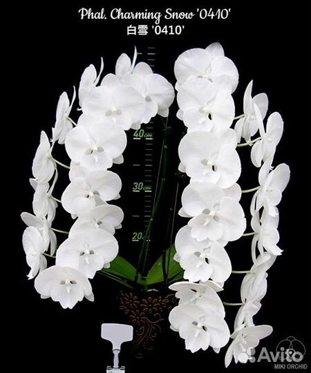 Фаленопсис Charming Snow Биг лип