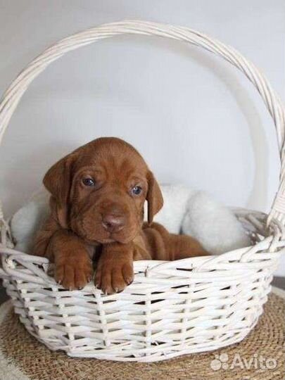 Щенки венгерской выжлы