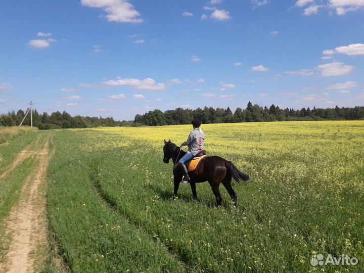 Постой в частной конюшне