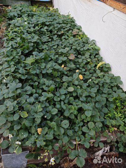 Рассада клубники