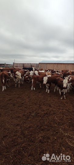 Телочки и бычки