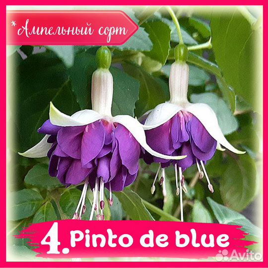 Черенки фуксии