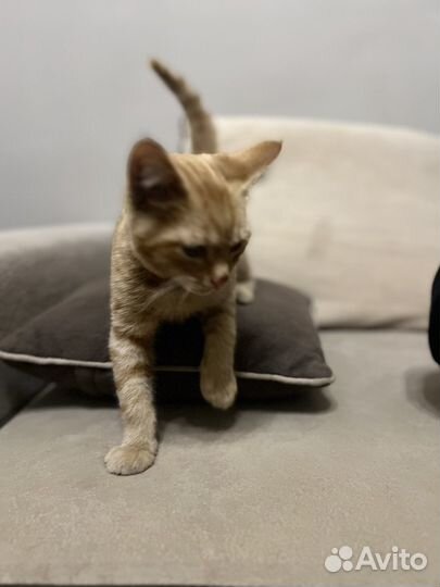 Котенок рыжий