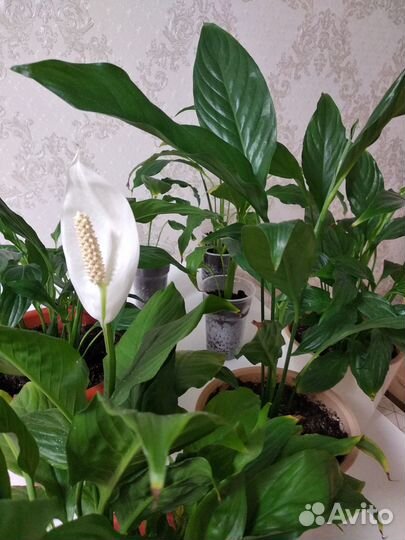 Спатифиллум 