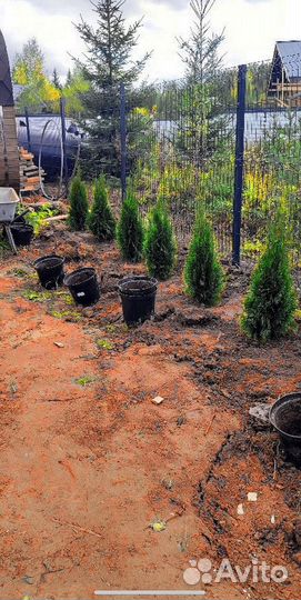 Туи смарагд