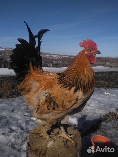 Петухи