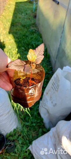 Пузыреплодник калинолистный Цент Глоу