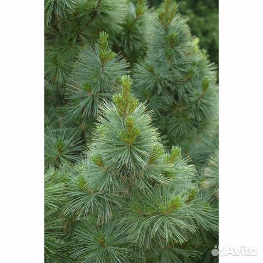 Сосна веймутова