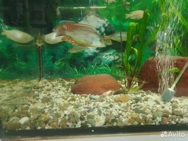 Взрослые Цихлиды