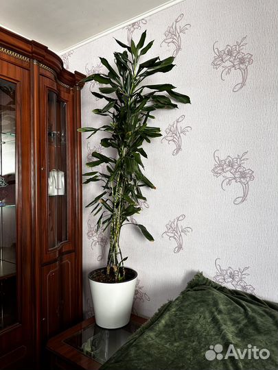 Пальма драцена