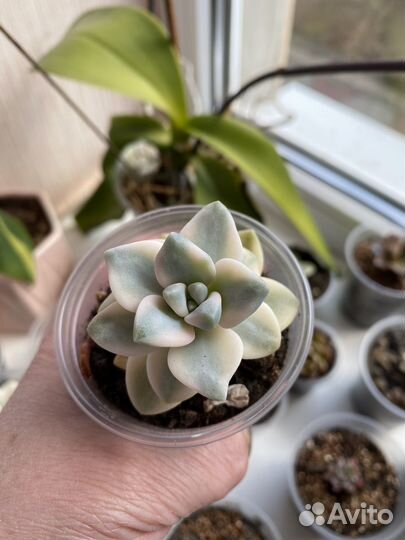 Суккуленты