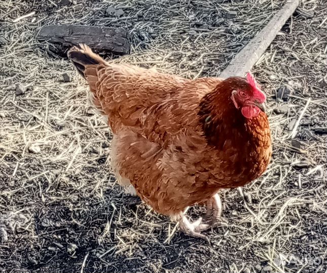 Инкубационное яйцо породистых кур