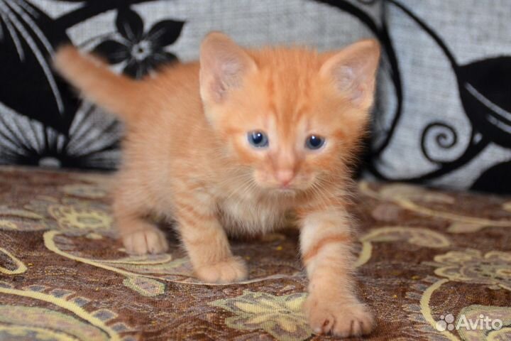 Домашний рыжий котенок, мальчик