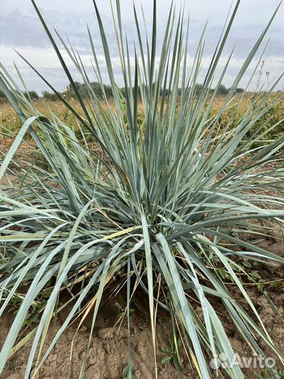 Вейник, Кортадерия, Фалярис, Молочай, гортензия