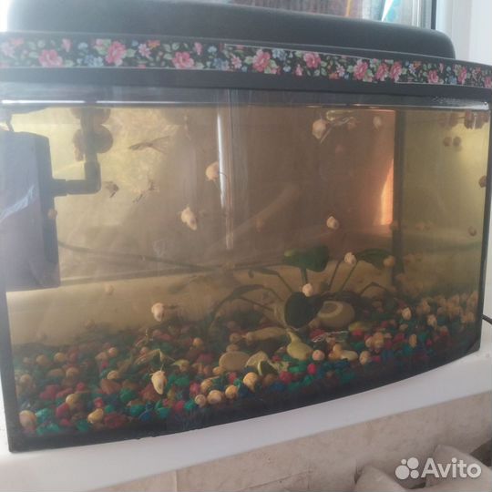Аквариум с улитками и рыбками