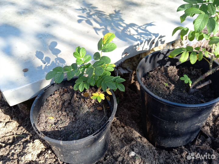 Махровый шиповник или роза рогоза