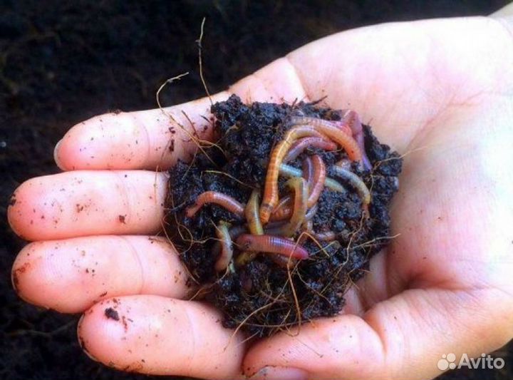 Калифорнийские черви для удобрения