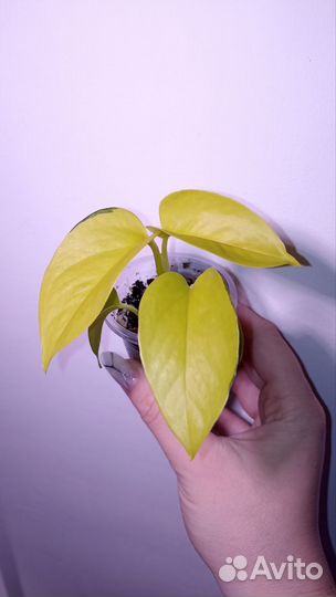 Эпипремнум неон