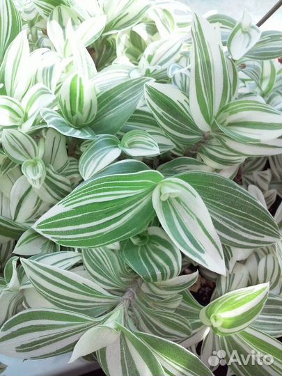 Традесканция 